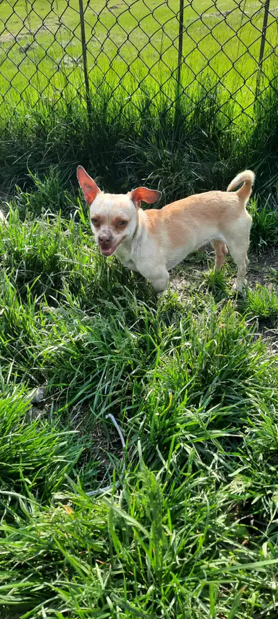 Hi we have a FREE Chihuahua male dog . He is very friendly. Doesnt not have any shots or seen a vet...
