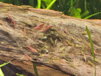 Assorted Dwarf Shrimp | Pickup near St. Vital Mall