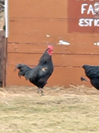 Free Ayam Cemani Cross Rooster