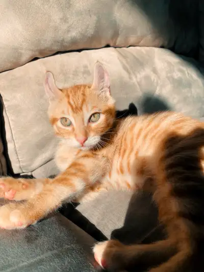Chaton Mâle Non castre S’entend bien avec les autres chats et enfants Super affectueux Propre