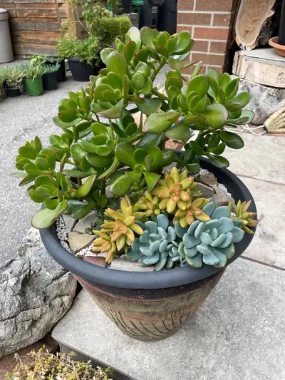 BULK PLANT SALE Indoor plants FROM $15, View more