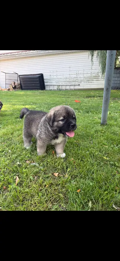 Saint Bernewfie Puppies For Sale, View more
