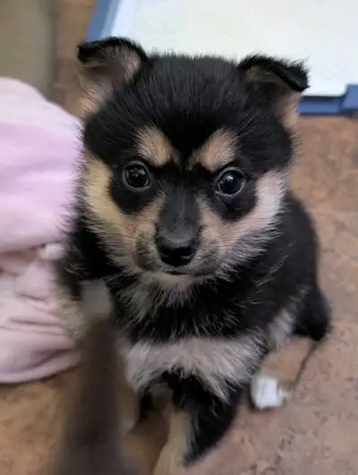 Pomsky's Puppies Reduced, View more