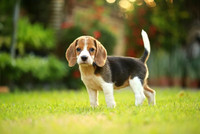 Looking for Beagle Puppy
