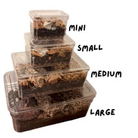 Isopod Enclosure Kit Victoria British Columbia Preview