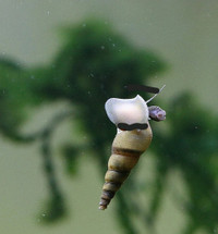 10x Malaysian Trumpet Snails / Aquarium Escargots 
