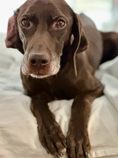 We are looking to rehome our 11-year-old female GSP to a calm, experienced home. She’s affectionate,...