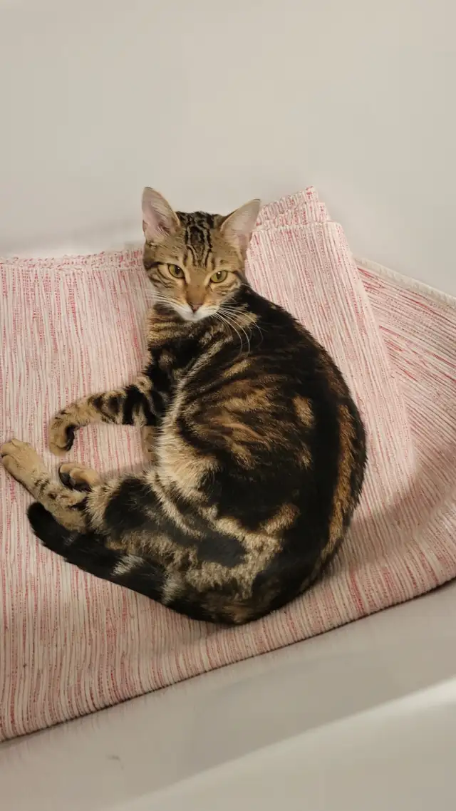 Femelle bengal in Cats & Kittens for Rehoming in Laval / North Shore - Image 3