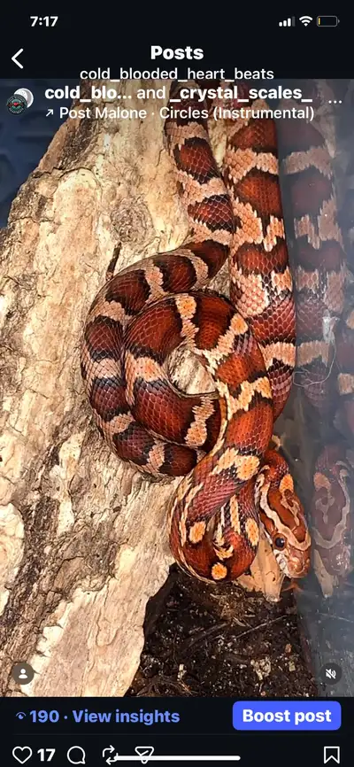 2025 -  Female Het. Motley, Diffused+ +, View more