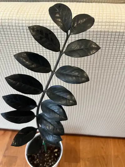 RareFind BeautifulGrow EasyCare BlackZZPlant ONLY$35 RareFind Black ZZ Plant aka Money Tree Home gro...