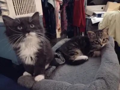 No ImPURRfections here:  Just 2 LONG-Hair FLuffBall Kittens!!!, View more