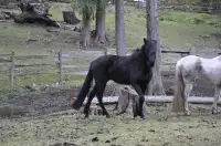 Black Morgan mare