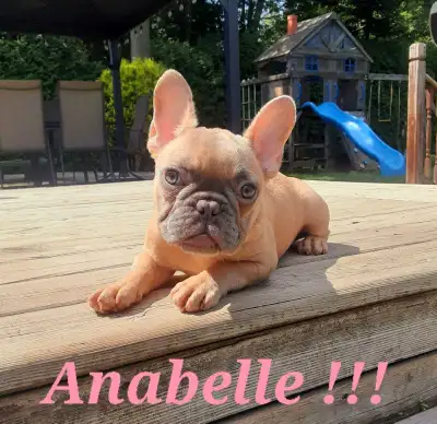 1 Femelle French bulldog puppies / Bouledogue français !!, View more