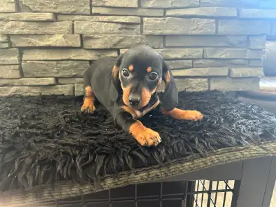 Miniature Dachshunds Puppies, View more