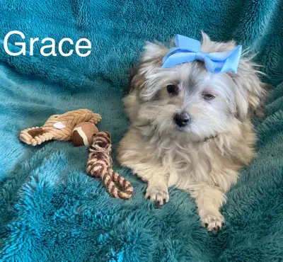 Havanese female pup Grace, View more