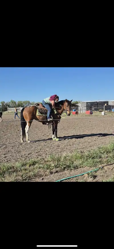 horse training, View more