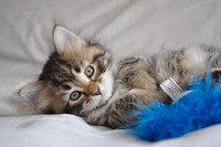 TICA regestered Siberian kitten