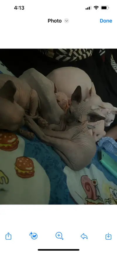Elf sphynx kittens, View more