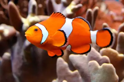 salt water fish , View more