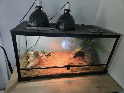 Bearded dragon and accessories tank everything , View more