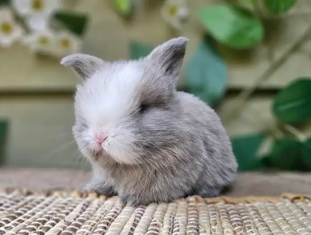 Holland Lop Rabbitry (nettle.blossom.burrows) in Small Animals for Rehoming in Terrace - Image 2