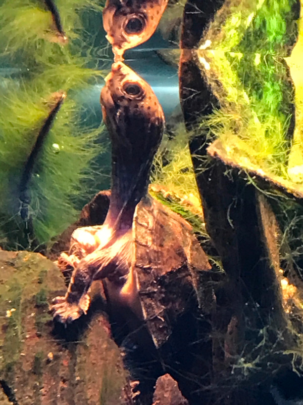Great Small Pets rare Loggerhead Turtles Aquatic Reptiles Fish in Reptiles & Amphibians for Rehoming in Barrie - Image 2