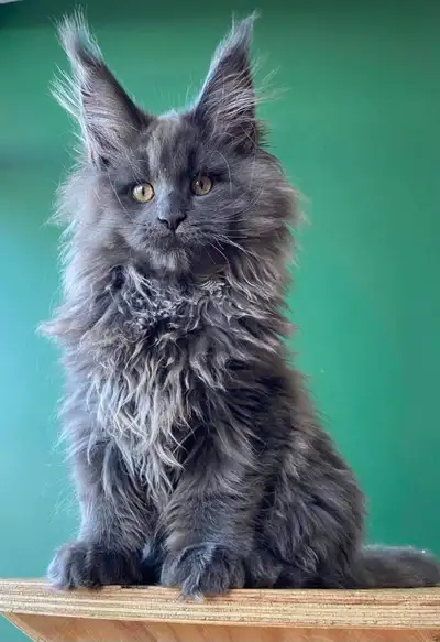 Maine Coon giant kittens, View more