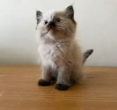 ragdoll kitten, View more
