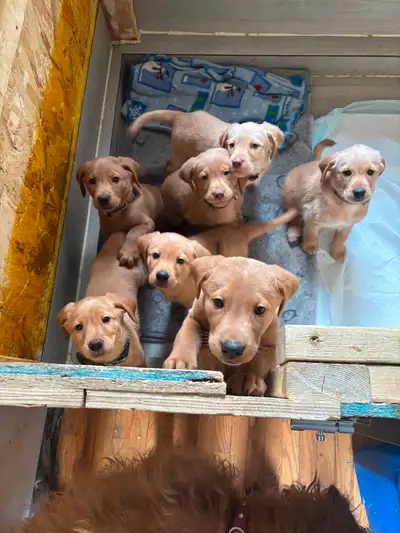 Got four boys and one girl left asking 500 a pup