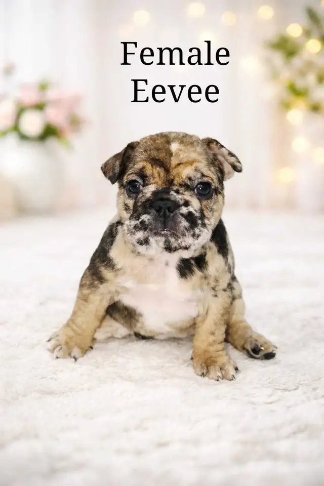 Rare Merle French Bulldog puppies – very beautiful markings in Dogs & Puppies for Rehoming in Fort St. John - Image 4