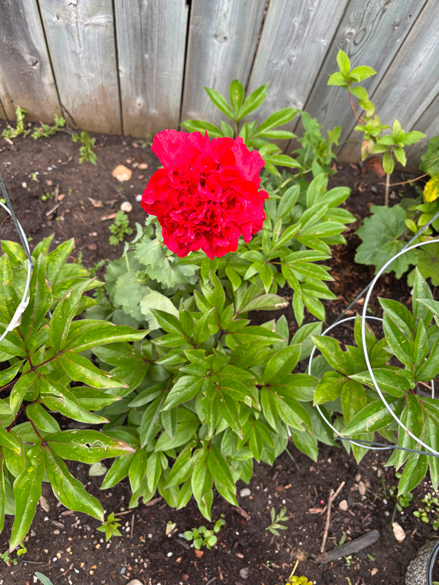 Indoor / outdoor plants in Plants, Fertilizer & Soil in Calgary - Image 3