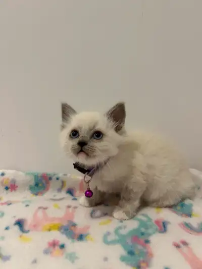 Je vends une adorable femelle Ragdoll blue mitted nommée Blanche. Cette chatonne est en excellente c...