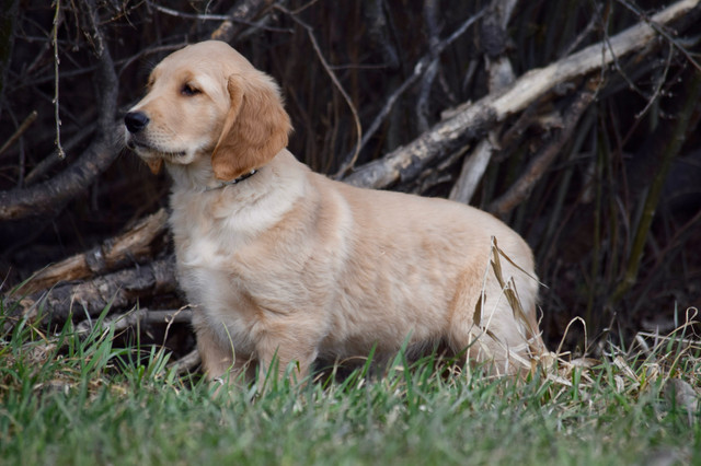 Pure Golden Retriever Pups in Dogs & Puppies for Rehoming in Portage la Prairie - Image 2
