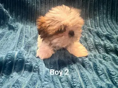 Shorkie puppies, View more