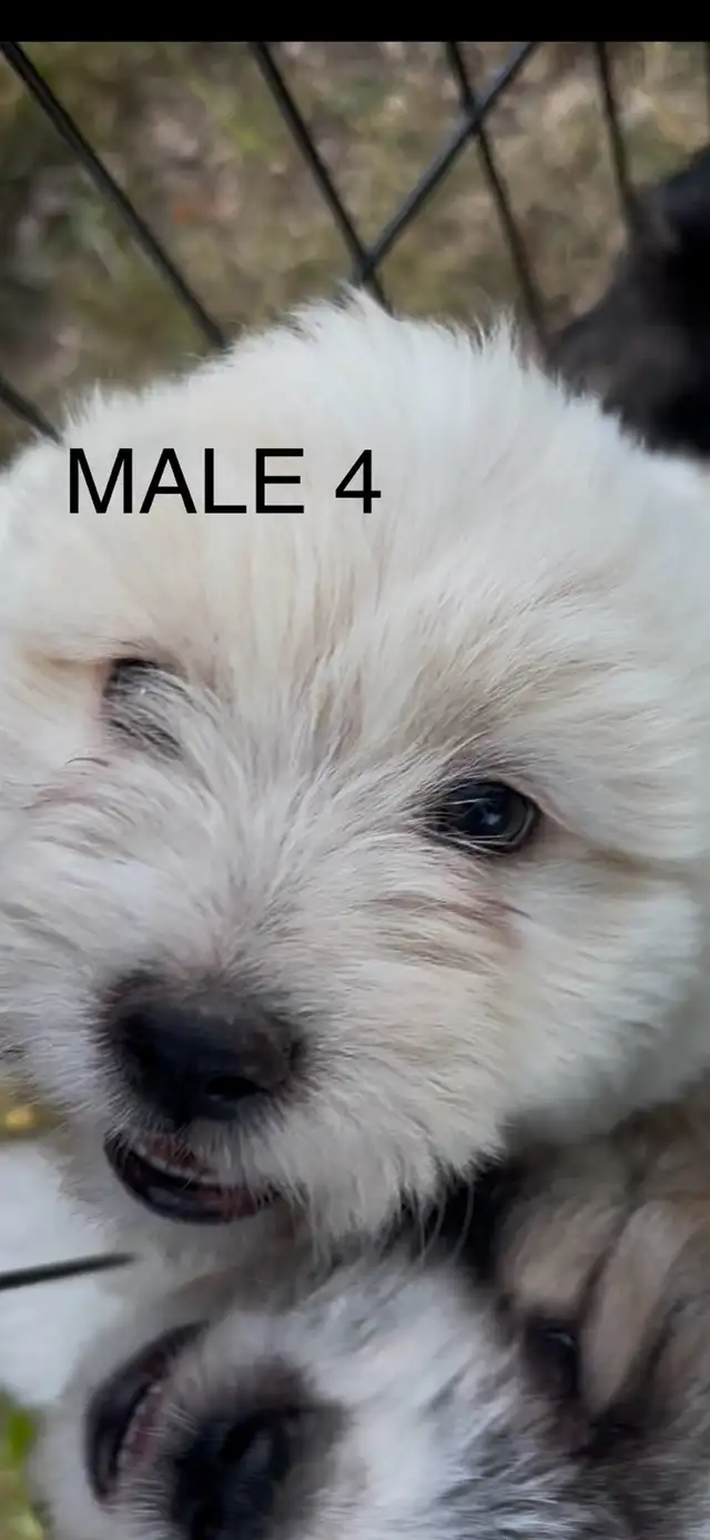 non-shedding hypoallergenic small puppies in Dogs & Puppies for Rehoming in Burns Lake - Image 5