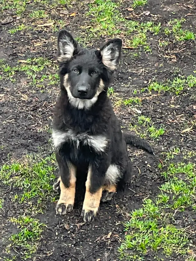 Berger Allemand Chiots/German Shepherd Puppies in Dogs & Puppies for Rehoming in Longueuil / South Shore - Image 2