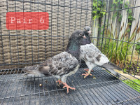 Pakistani highfly pigeons