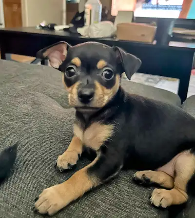 Tiny Chihuahuas, View more