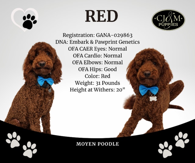 F1B Goldendoodles Parents are OFA & DNA Tested Dogs