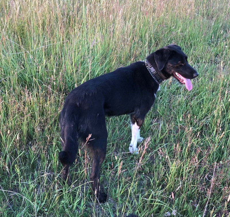 The happiest girl Border collie and lab mix Dogs & Puppies for