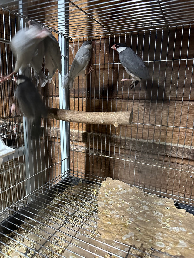 Java finch’s  in Birds for Rehoming in Abbotsford