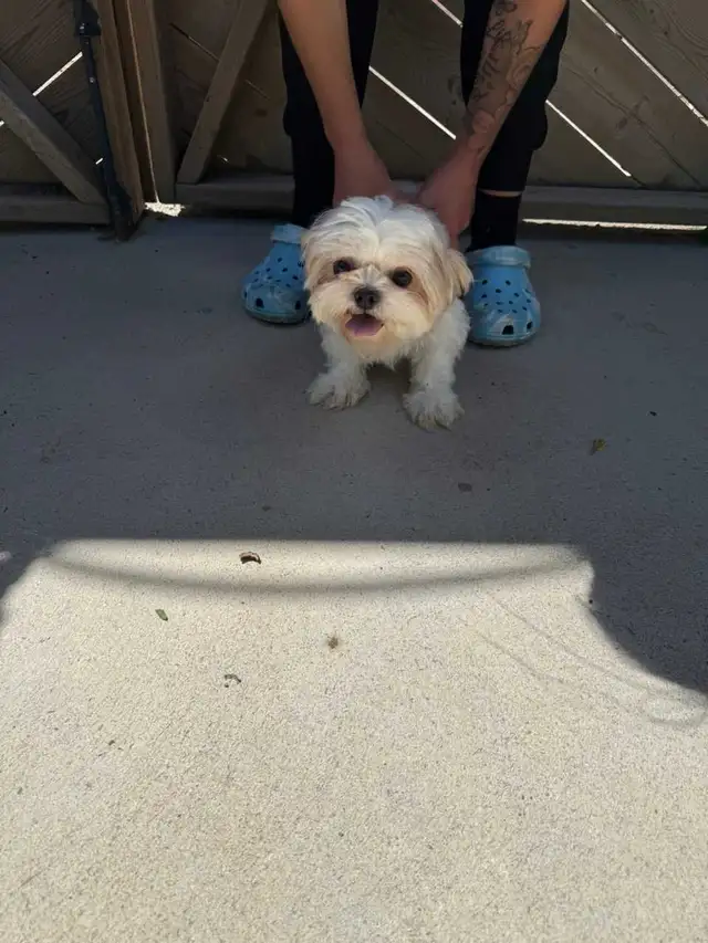 Two Adorable Shih-Tzu Puppies Looking for There Forever Homes in Dogs & Puppies for Rehoming in Oakville / Halton Region - Image 10