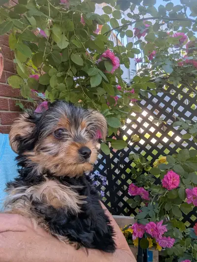 yorkshire chiot puppies, View more