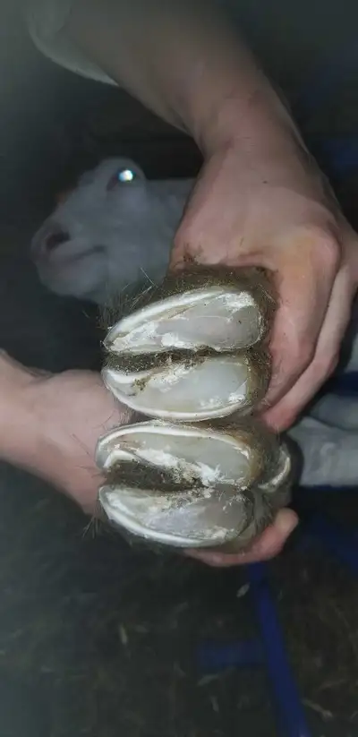 hoof trimming, View more