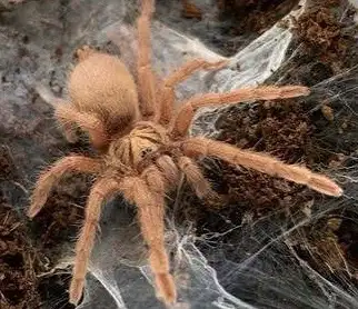 Neoholothele Incei ‘Gold’ - Trinidad Dwarf 3”+ Female $125 Neoholothele Incei ‘Olive’- Trinidad Dwar...