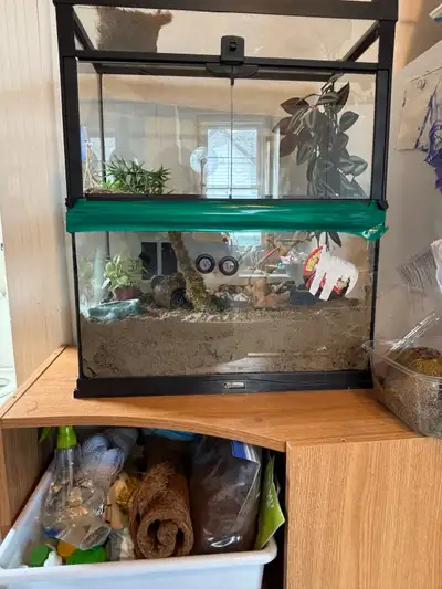 Hermit Crabs & Full Set Up, View more