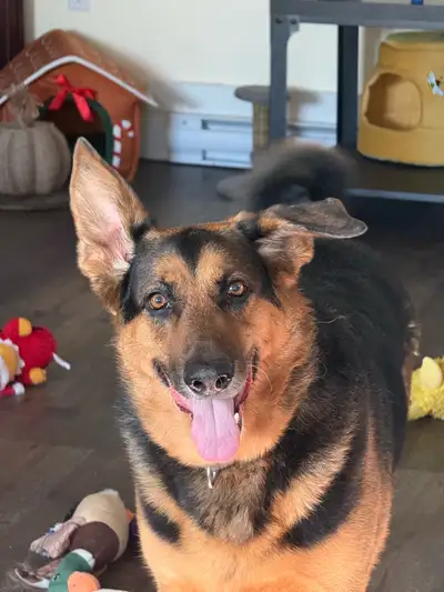 loveable female shepherd., View more