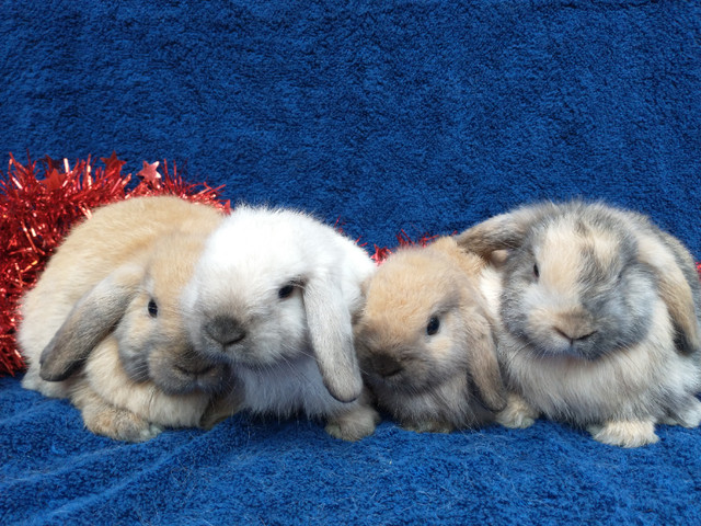 Bébés lapins béliers hollandais nains * dwarf Holland lop bunny dans Petits animaux à adopter  à Ville de Montréal - Image 2