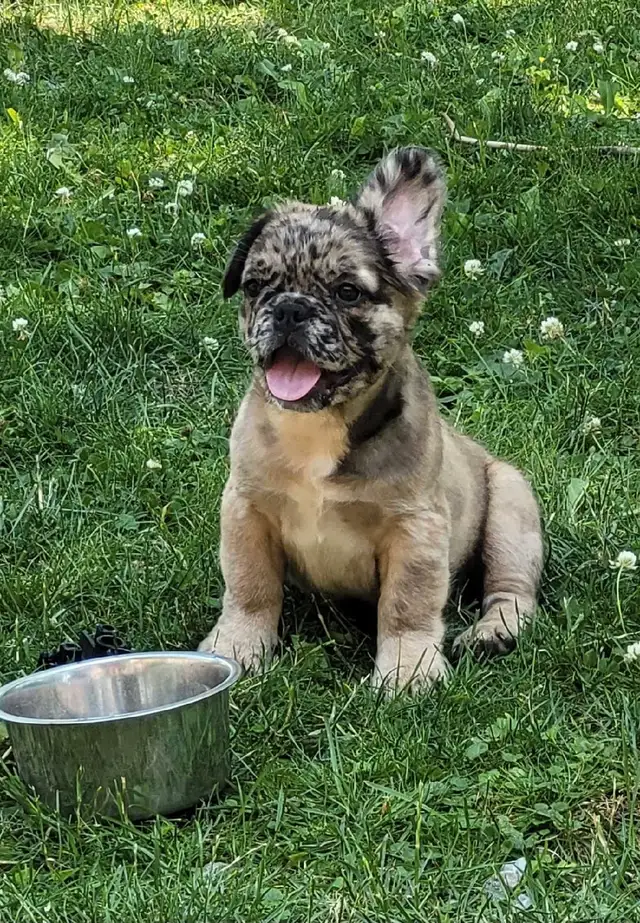 Fluffy French bulldog puppies in Dogs & Puppies for Rehoming in City of Toronto - Image 6