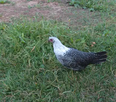Pullets,Hens,Roosters**, View more